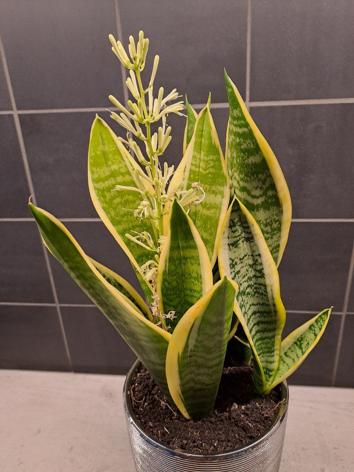 Sansevieria (Vrouwentong) met bloem, Vaste plant, Bloeit niet, Halfschaduw, Ophalen