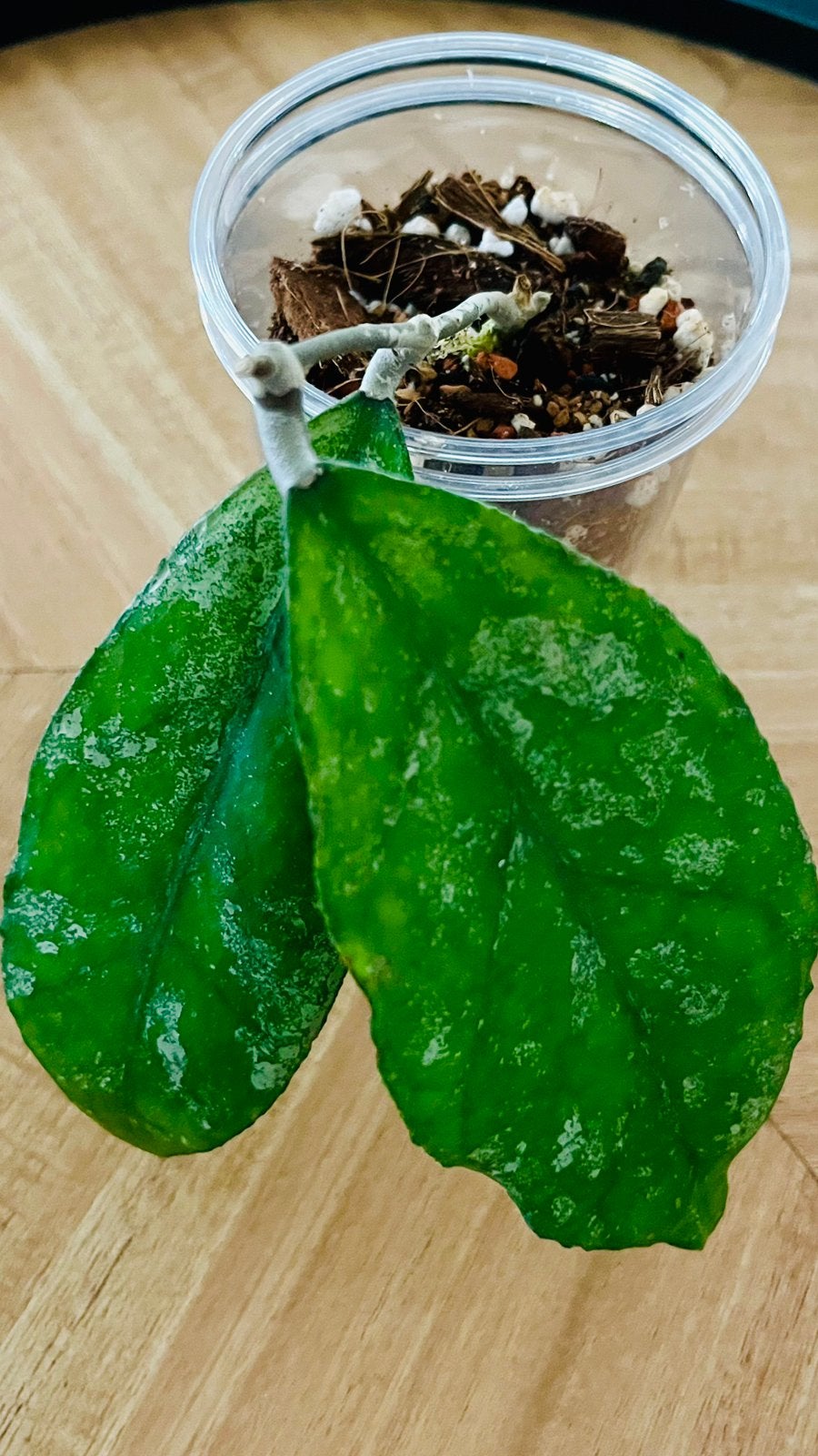 Hoya sp. Bahoi, Ophalen of Verzenden, Halfschaduw, Minder dan 100 cm