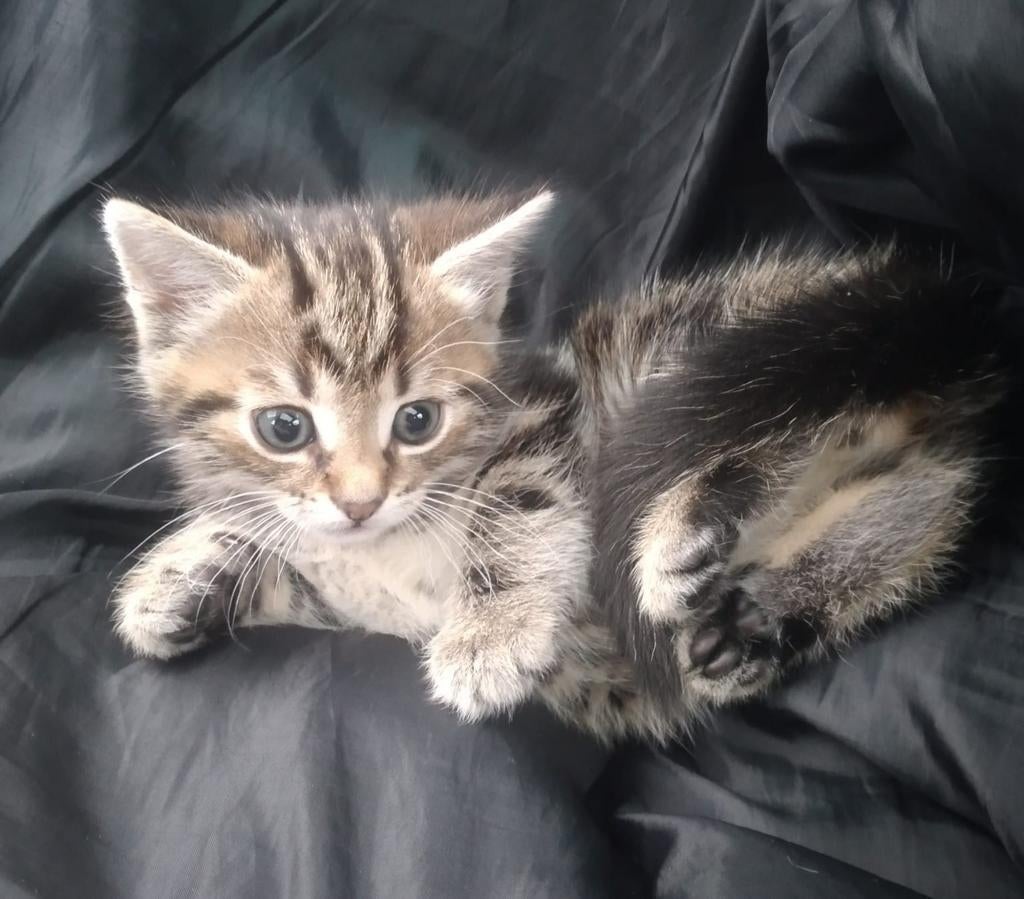 Nog 1 kitten beschikbaar, Dieren en Toebehoren, Katten en Kittens | Overige Katten, Meerdere dieren, 0 tot 2 jaar