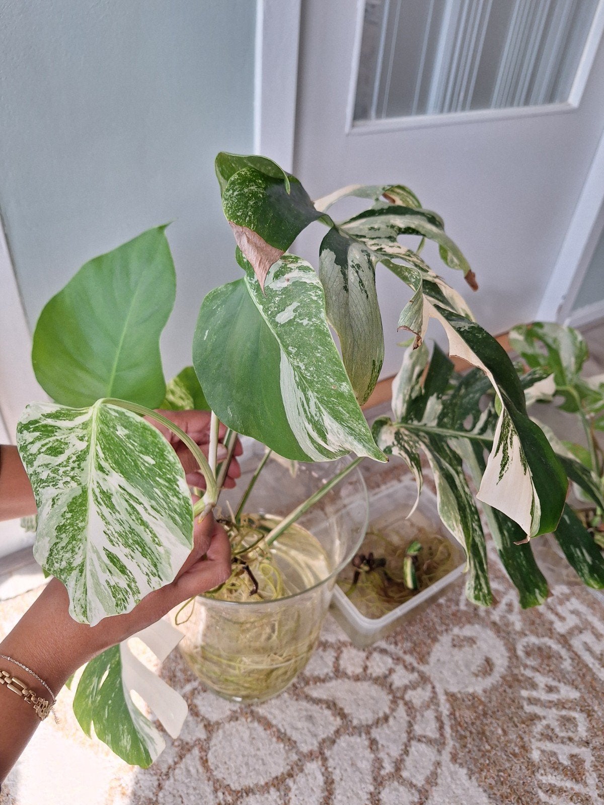 Monstera variegata, Ophalen of Verzenden, Halfschaduw, Minder dan 100 cm