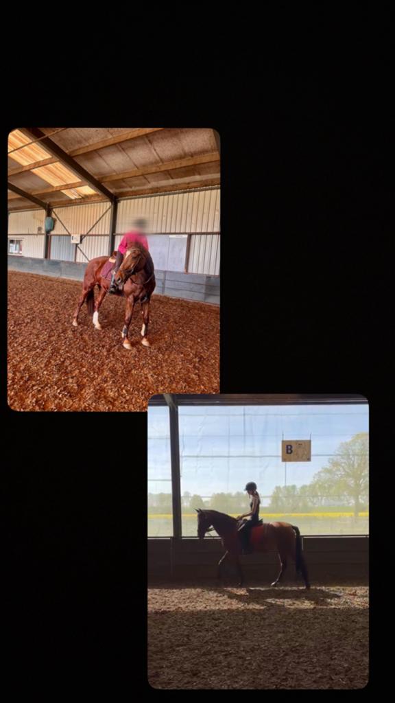 2 ervaren bijrijders aangeboden‼️, Dieren en Toebehoren, Ophalen of Verzenden, Nieuw