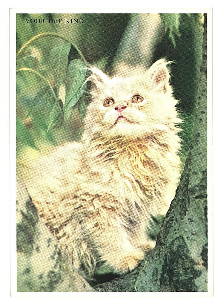 36161 Voor het kind vhk Poes Mooie oude kaart Onbeschreven