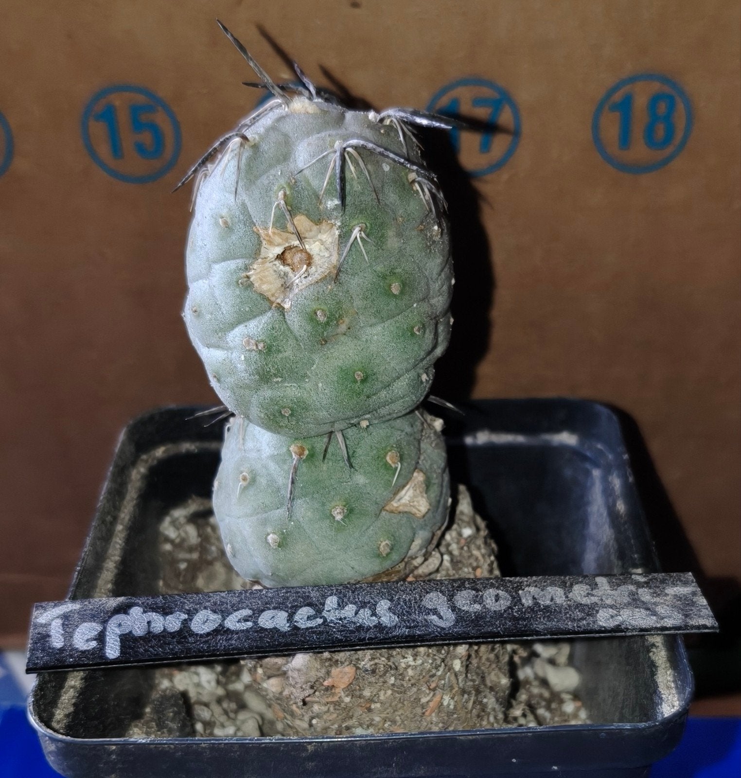 Opuntia 's, etc: Diverse Cactussen en Vetplanten in Pot, Ophalen of Verzenden, Overige soorten, Volle zon