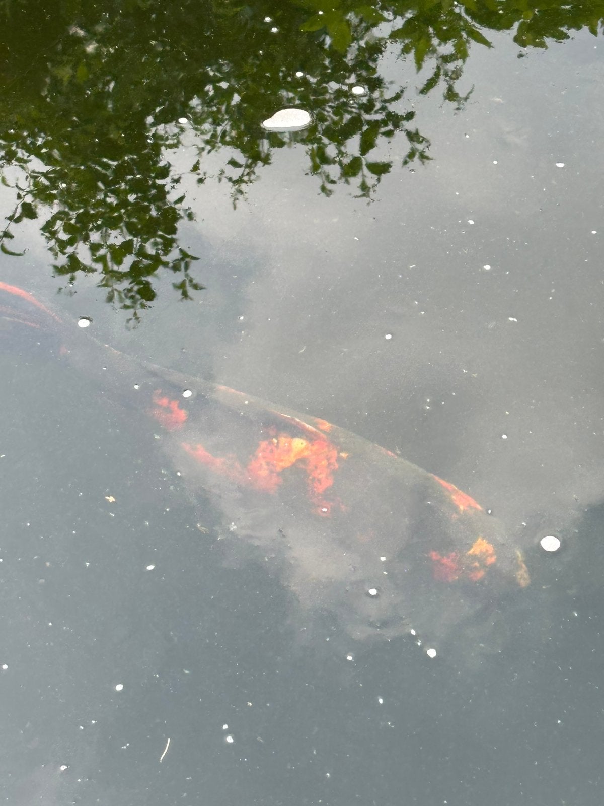 Koikarpers - vijvervissen, Karper of Koi