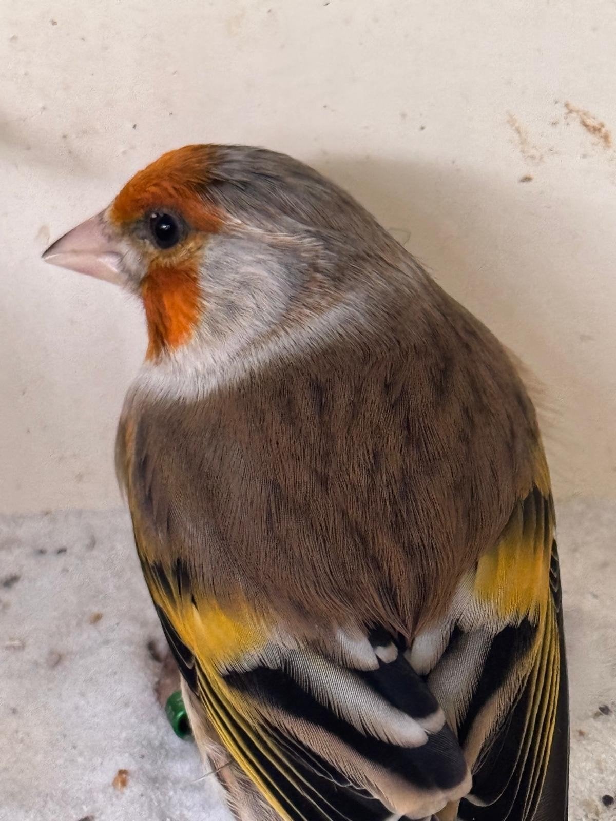 putter x kanarie, Meerdere dieren, Wildzangvogel, Geringd