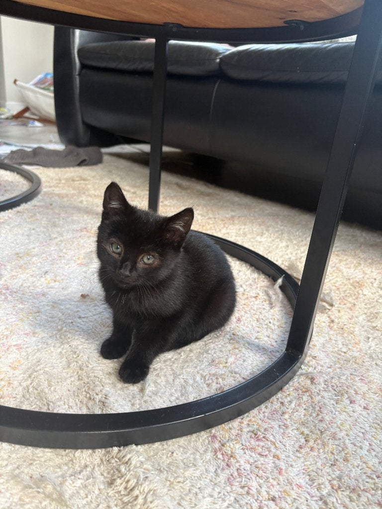 Nestje kittens, Meerdere dieren, Kortharig, 0 tot 2 jaar