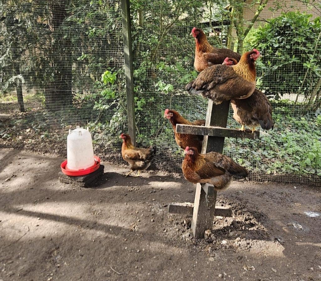 Broedeieren Welsumer groot ras, Dieren en Toebehoren, Pluimvee, Geslacht onbekend, Kip