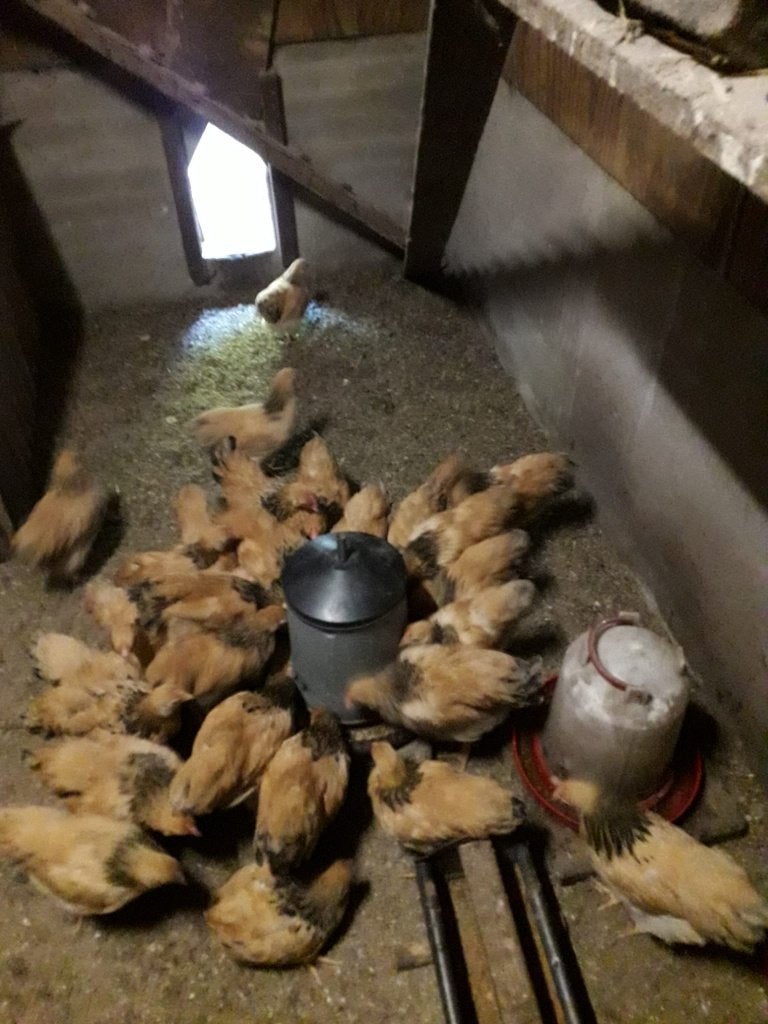 Te koop wyandotte kriel kippen, Meerdere dieren, Kip