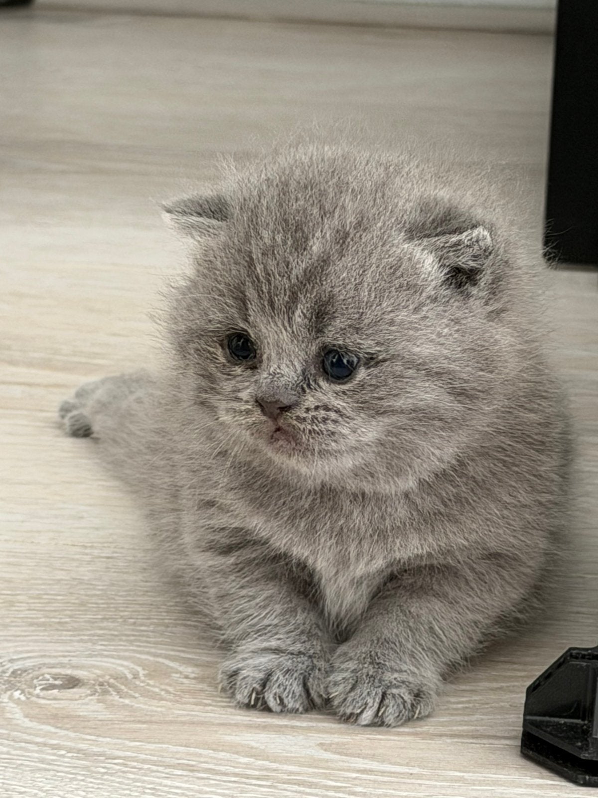 Britse korthaar kitten blauw, Dieren en Toebehoren, Katten en Kittens | Raskatten | Korthaar, Poes, Ontwormd, 0 tot 2 jaar