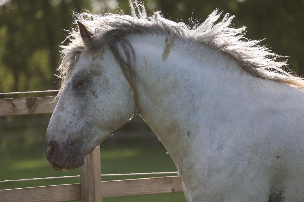 Unieke kans! Bijzondere Fewspot Noriker, Met stamboom, Hengst, 3 tot 6 jaar, 160 tot 165 cm