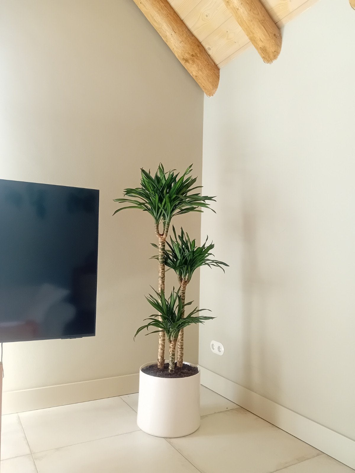 Yukka - Grote kamerplant met pot, Ophalen, Overige soorten, Halfschaduw, In pot