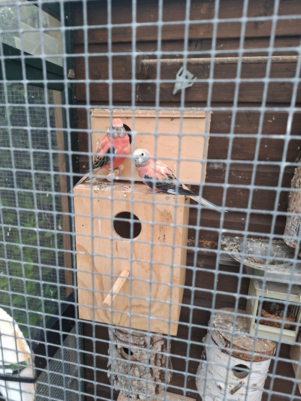 3 koppels bourkes parkieten, Meerdere dieren, Parkiet