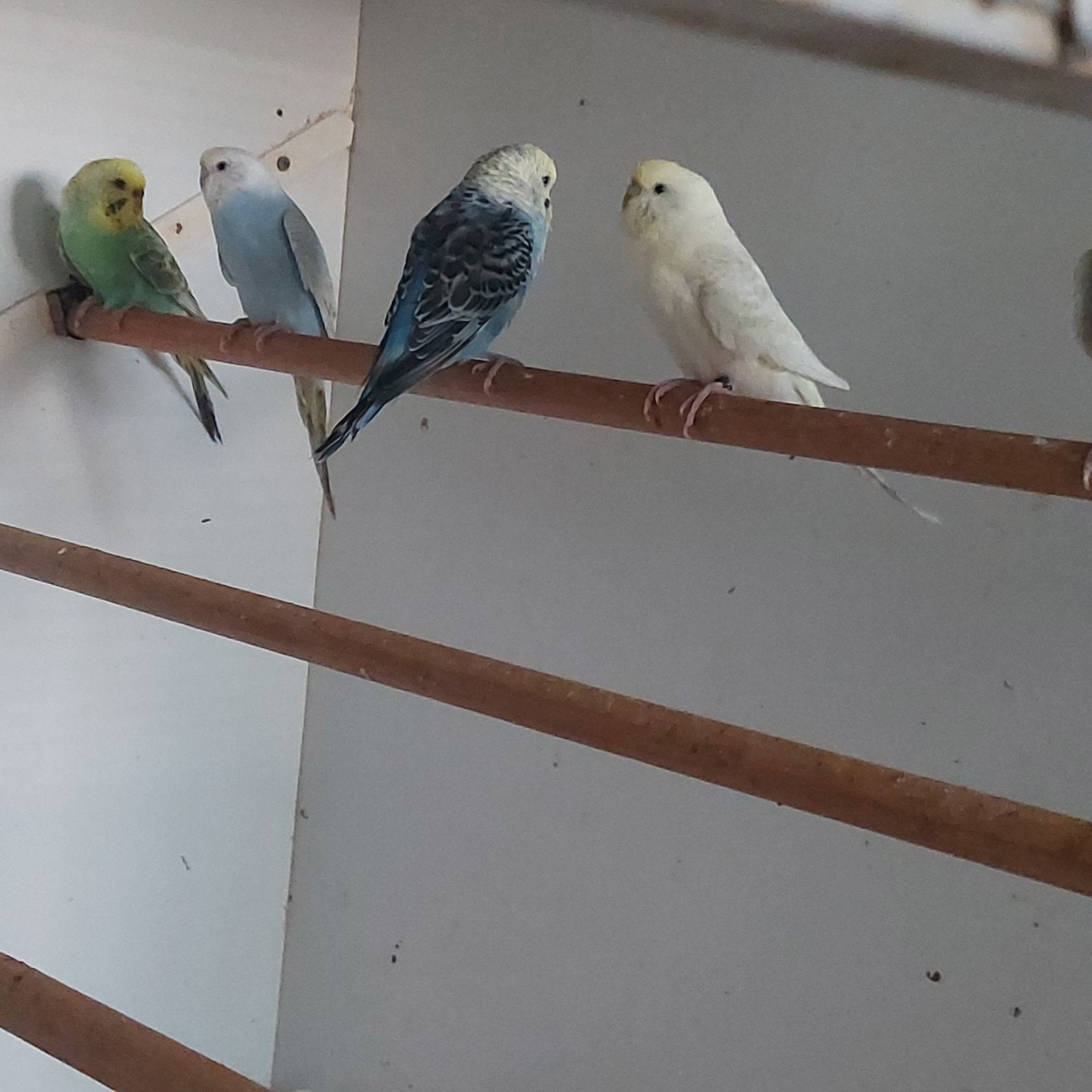 12 jonge grasparkietjes, Dieren en Toebehoren, Vogels | Parkieten en Papegaaien, Meerdere dieren, Parkiet, Geringd