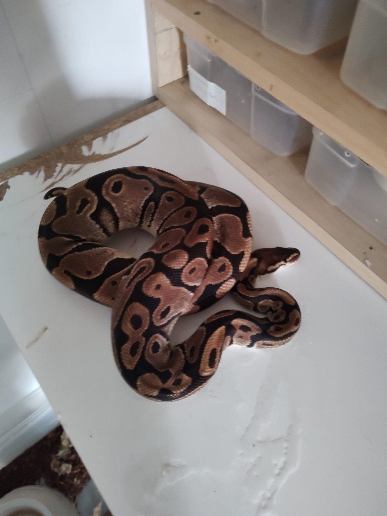 Collectie Koningspythons, Ball Python, Python Regius Ball Python photo 4