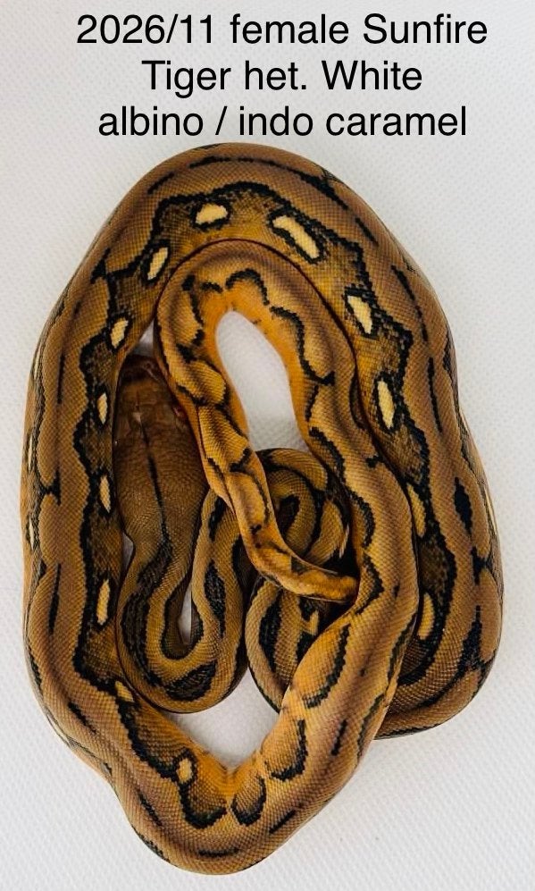 Nakweek Python Reticulatus Reticulated Python photo 5