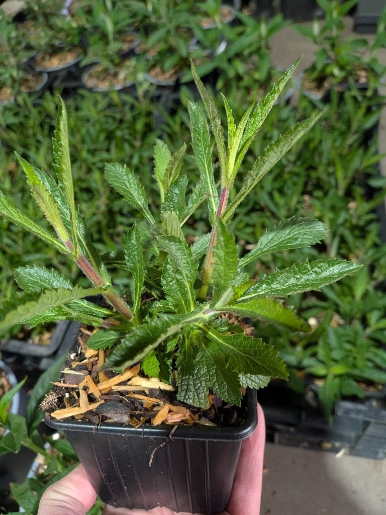 Tuinplanten partij Siergrassen, Hedera, Vlinderstruiken etc, Ophalen, Vaste plant, Siergrassen, Bloeit niet