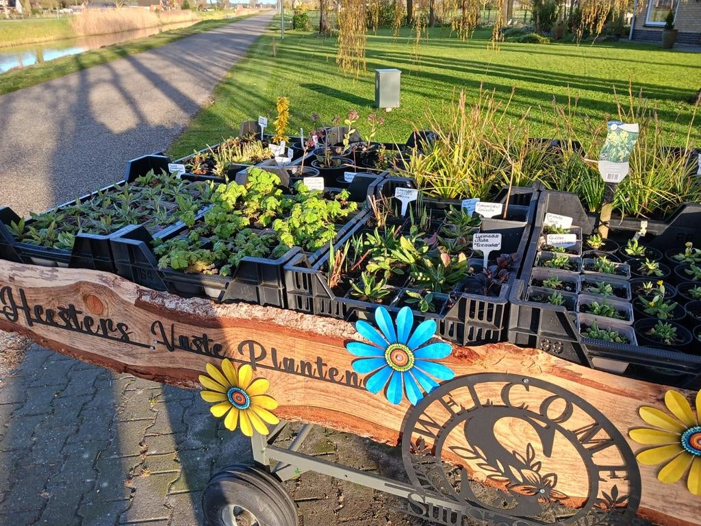 Diverse soorten vaste planten, Ophalen, Vaste plant, Overige soorten