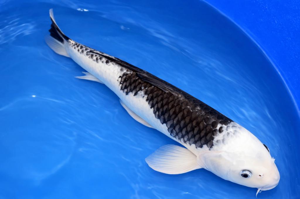 Kawarigoi 41_45 cm Sansai, Karper of Koi