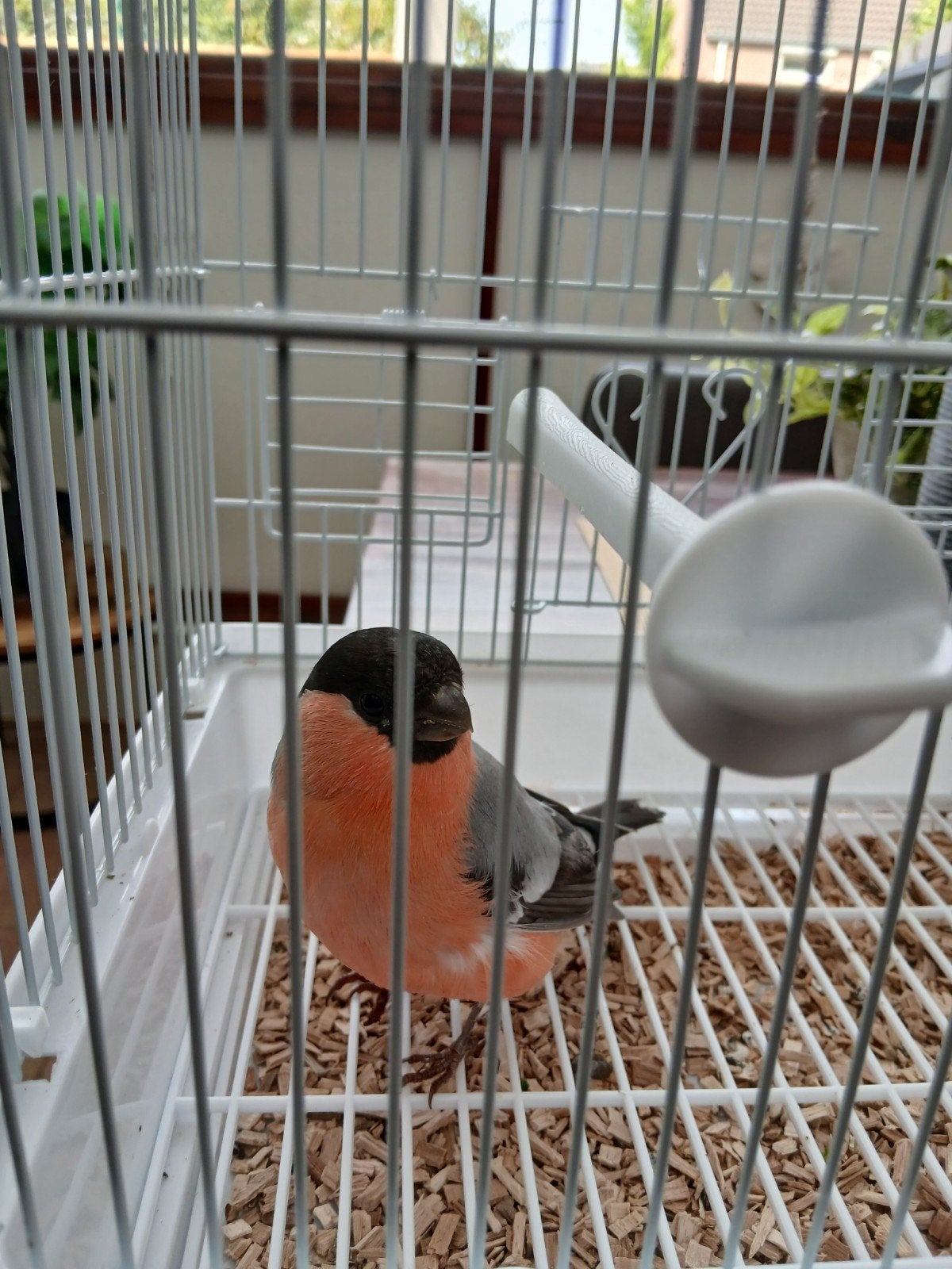 goudvink man wildkleur 2026., Dieren en Toebehoren, Mannelijk, Wildzangvogel, Geringd