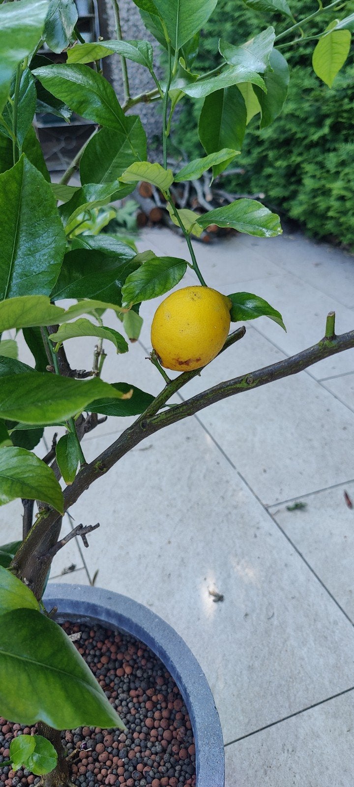 Citroenboom inclusief pot, Tuin en Terras, Planten | Fruitbomen, Ophalen, Lente, Volle zon, In pot