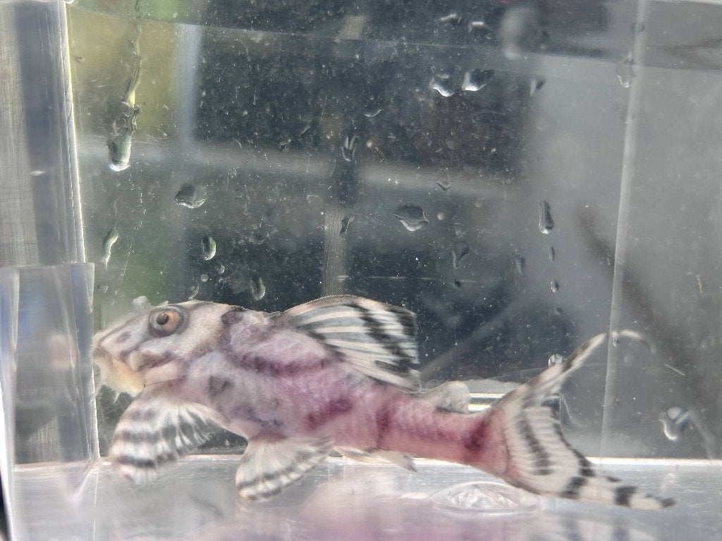 Hypancistrus sp. Seideli L236, Dieren en Toebehoren, Vis, Zoetwatervis