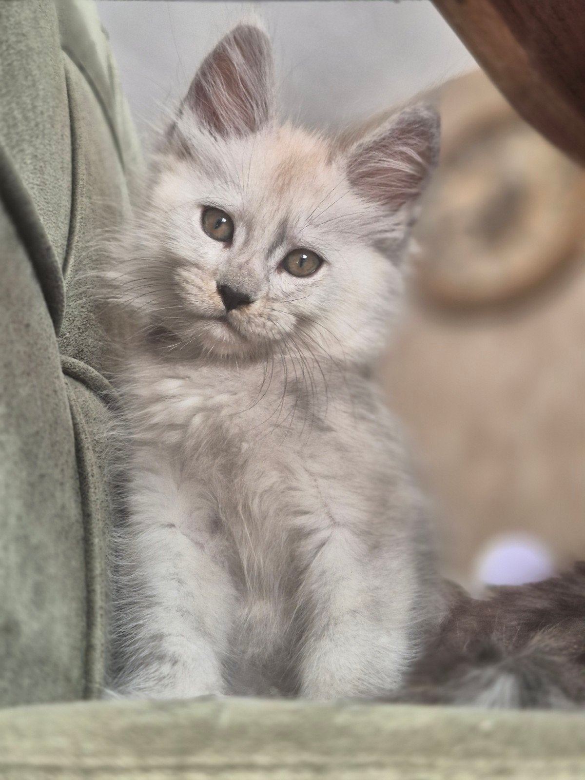 maincoon kittens Russische lijn