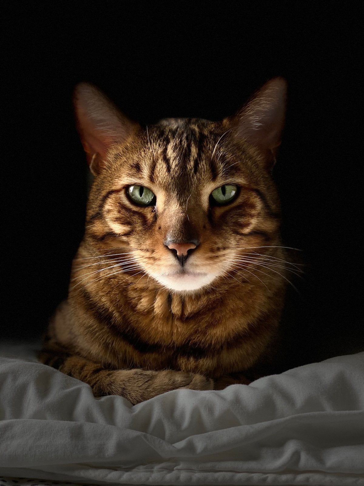 Gezocht: Gouden mandje voor bengaalse kater Rio, Kater, Kortharig, 6 jaar of ouder