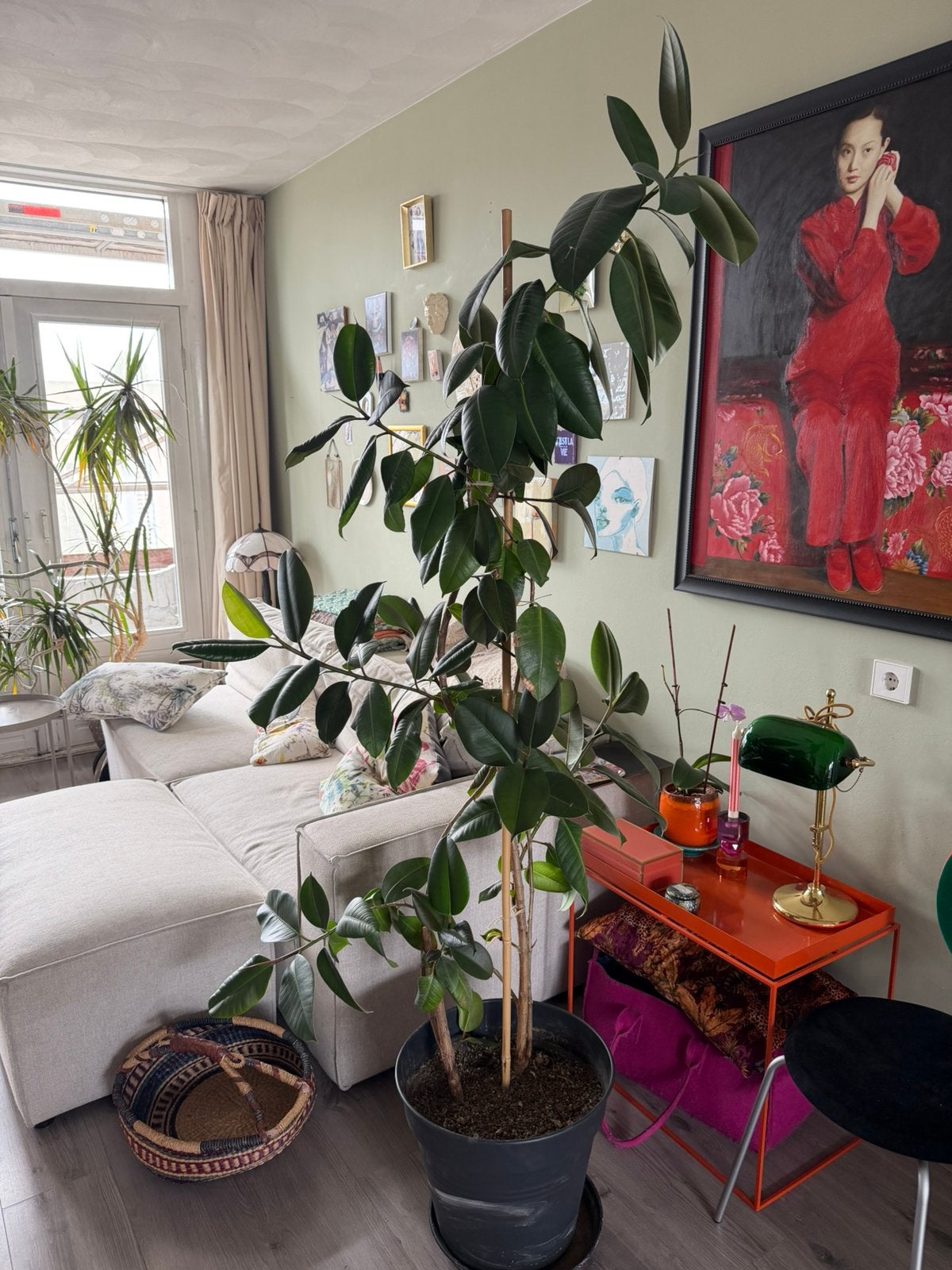 Ficus Elastica Robusta boom - 210cm, Ophalen, Ficus, 200 cm of meer, In pot