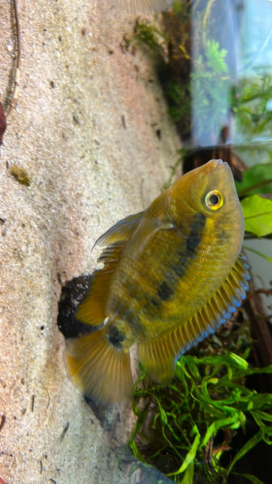 Koppel regenboog cichliden, Dieren en Toebehoren, Vis