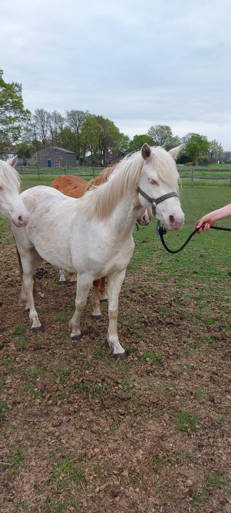 verschillende WELSH B pony s te koop, Dieren en Toebehoren, Pony's, Met stamboom, 0 tot 2 jaar, C pony (1.27m tot 1.37m), Onbeleerd