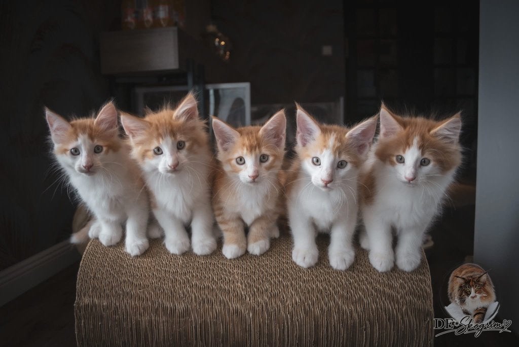 Noorse boskat kitten met Stamboom, rood-zilvern, Meerdere dieren, Met stamboom, 0 tot 2 jaar