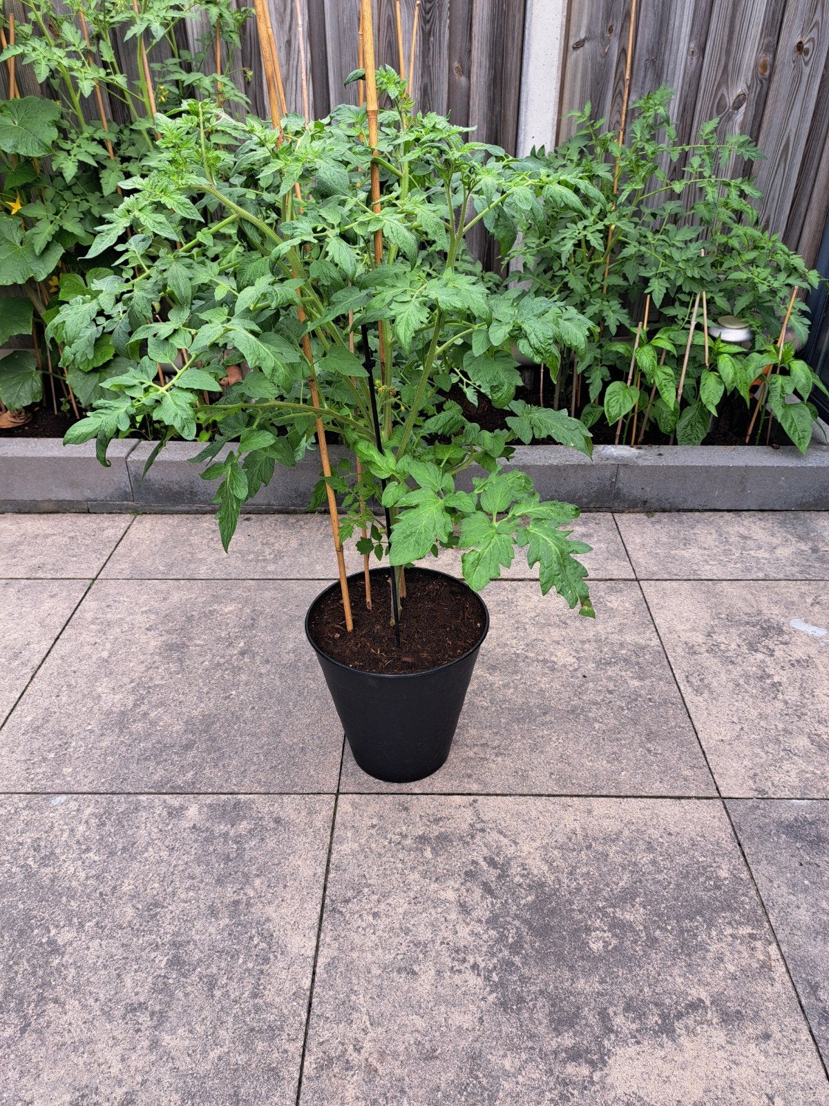 Grote tomaten plant/ Biologische., Ophalen, Eenjarig, Groenteplanten, Volle zon