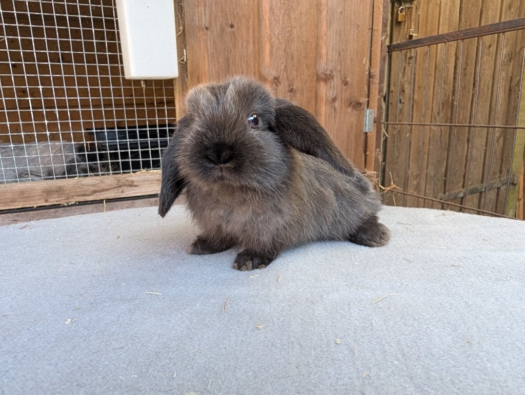 Lieve voedsters, dwerg hangoren, ingeënt, Meerdere dieren, Dwerg, Hangoor, 0 tot 2 jaar