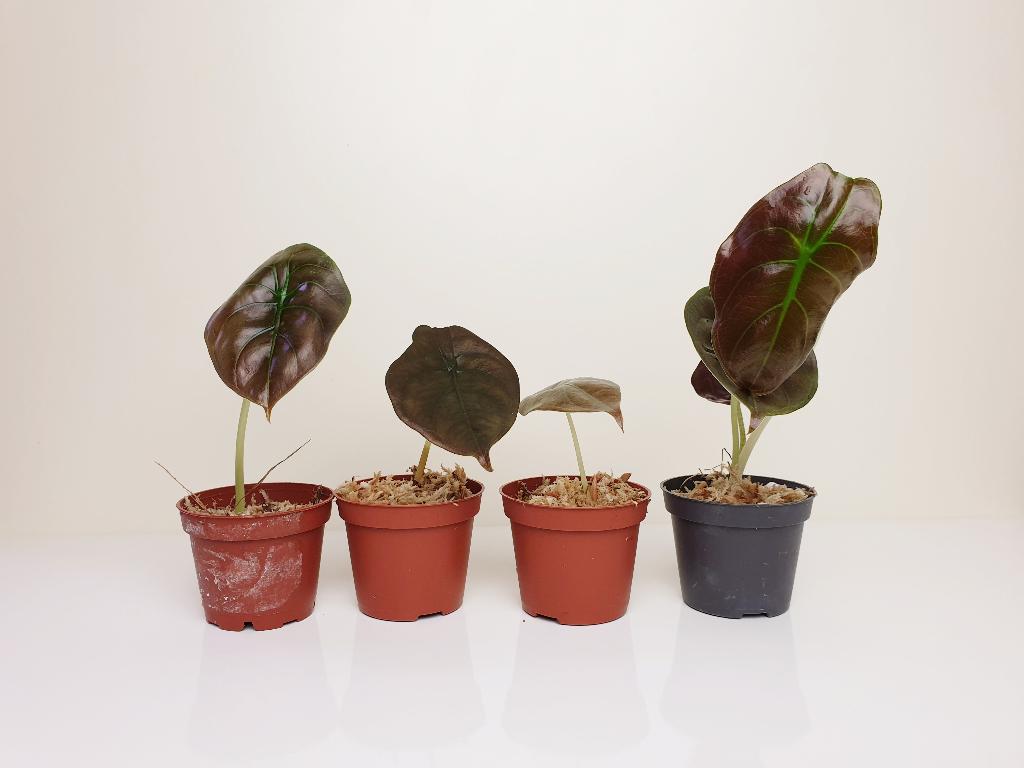 Alocasia cuprea red secret, baby alocasia plantjes, Overige soorten, In pot, Minder dan 100 cm, Groene kamerplant