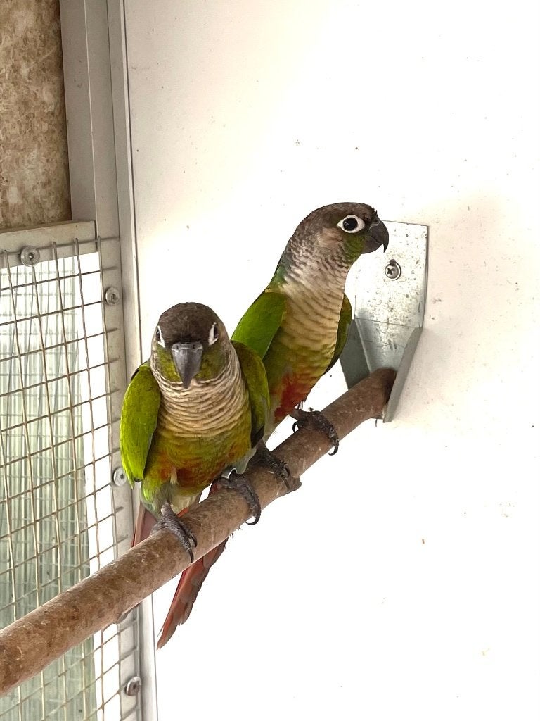 Koppel pyrrhura's, Dieren en Toebehoren, Meerdere dieren, Parkiet, Geringd