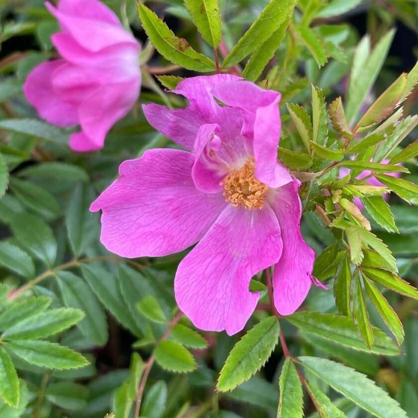 Rosa nitida, Wilde Roos, glansroos, Roze, Ophalen of Verzenden, Overige soorten, Struik, Minder dan 100 cm