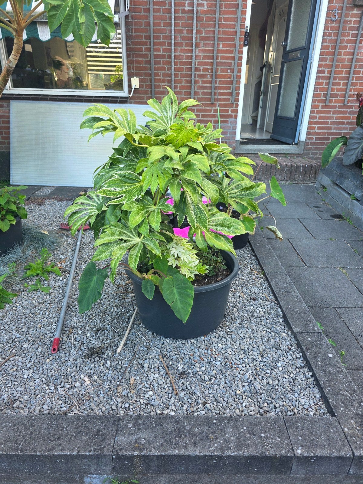 fatsia japonica spidersweb!, Ophalen, Overige soorten, Halfschaduw