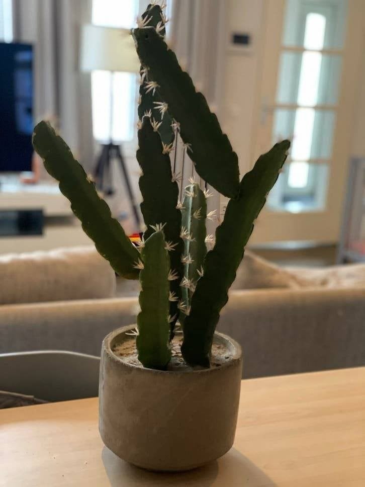 Sierlijke kunst cactus met pot, Ophalen, Cactus, Volle zon, Minder dan 100 cm