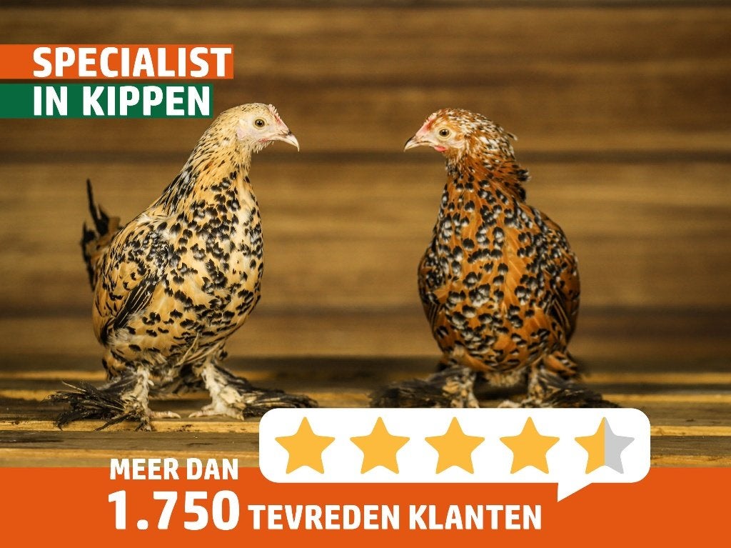 Rustige kleine kriel kippen | Sabelpoot krielkip