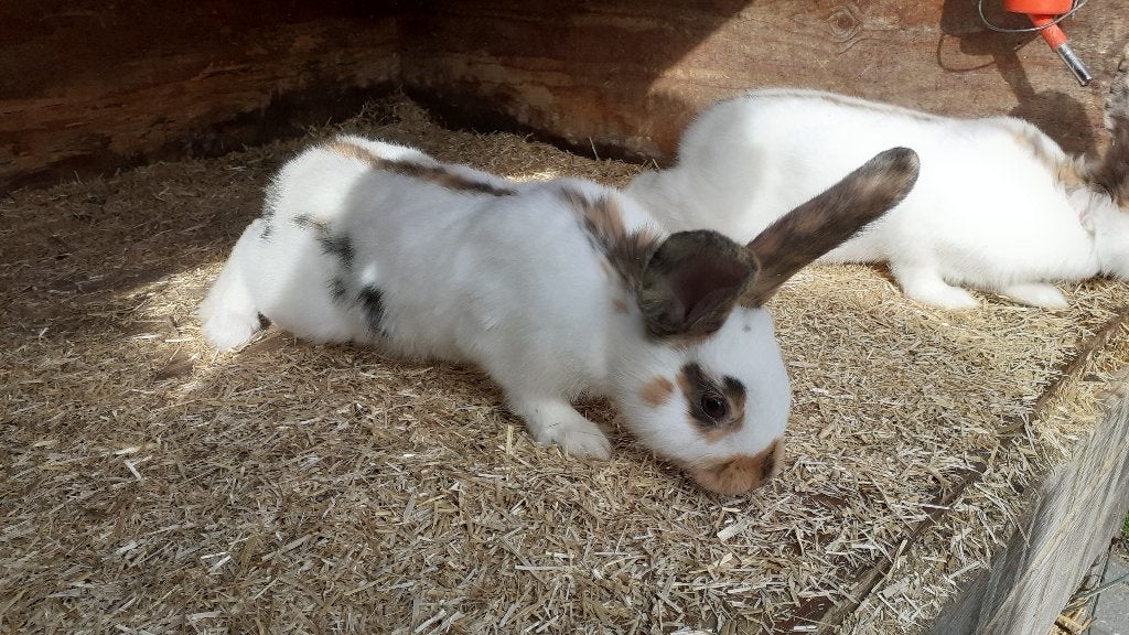 jonge konijnen, Meerdere dieren, Middelgroot, 0 tot 2 jaar