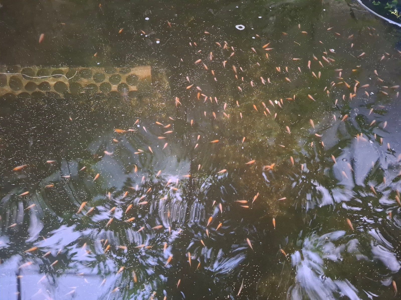 koibroed/baby koi, Karper of Koi