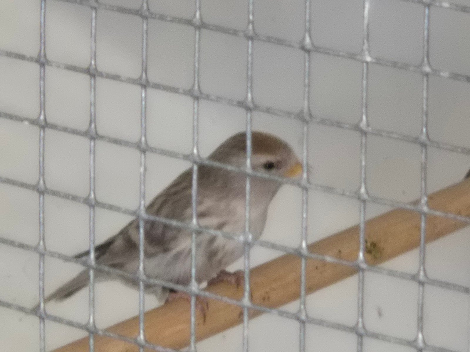 barmsijsjes van 2026, Meerdere dieren, Wildzangvogel, Geringd