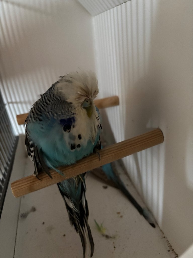 Engelse grasparkieten, Meerdere dieren, Parkiet, Geringd