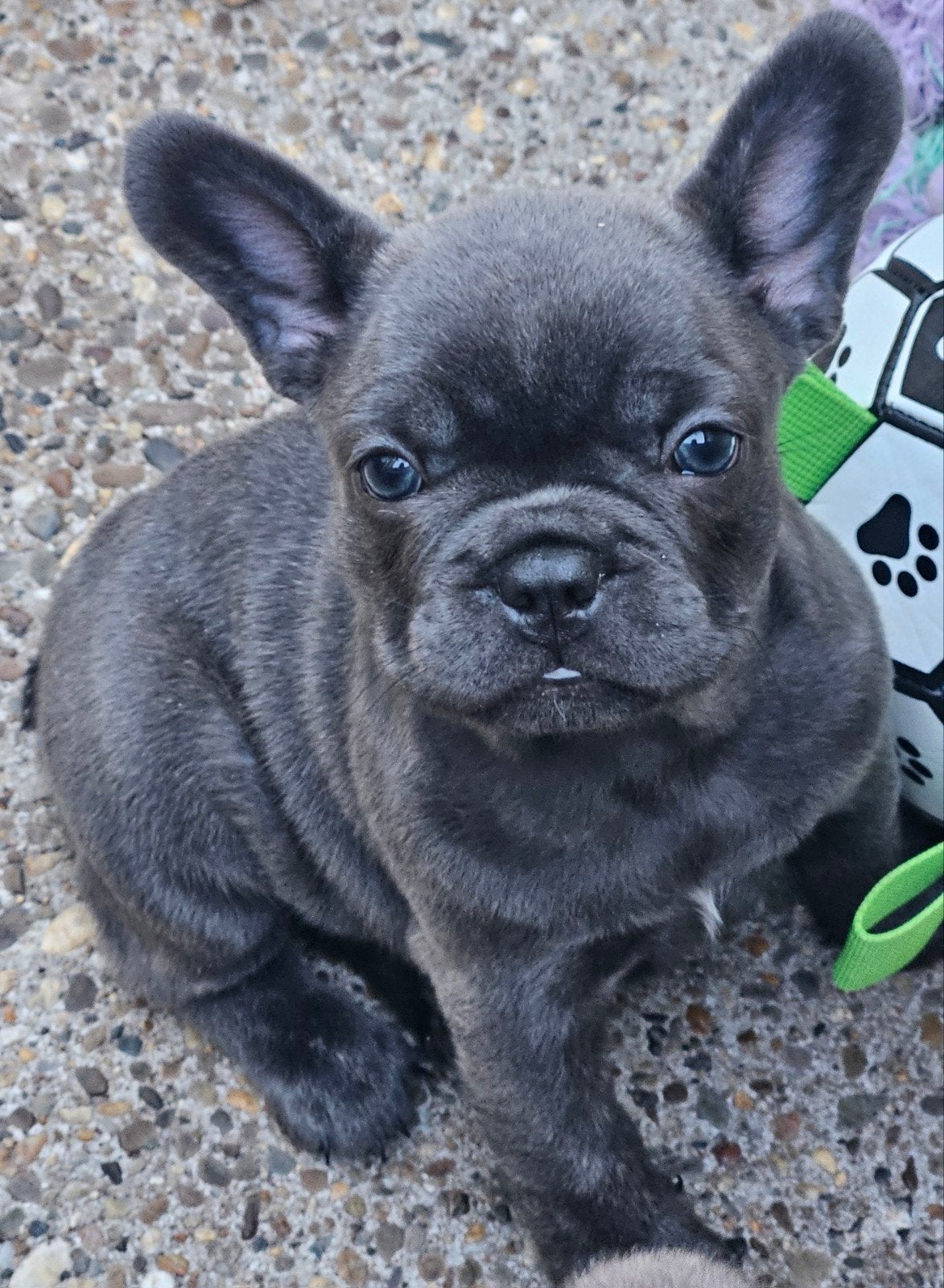 franse bulldog pup teefje, Parvo, 8 tot 15 weken, Teef, Bulldog