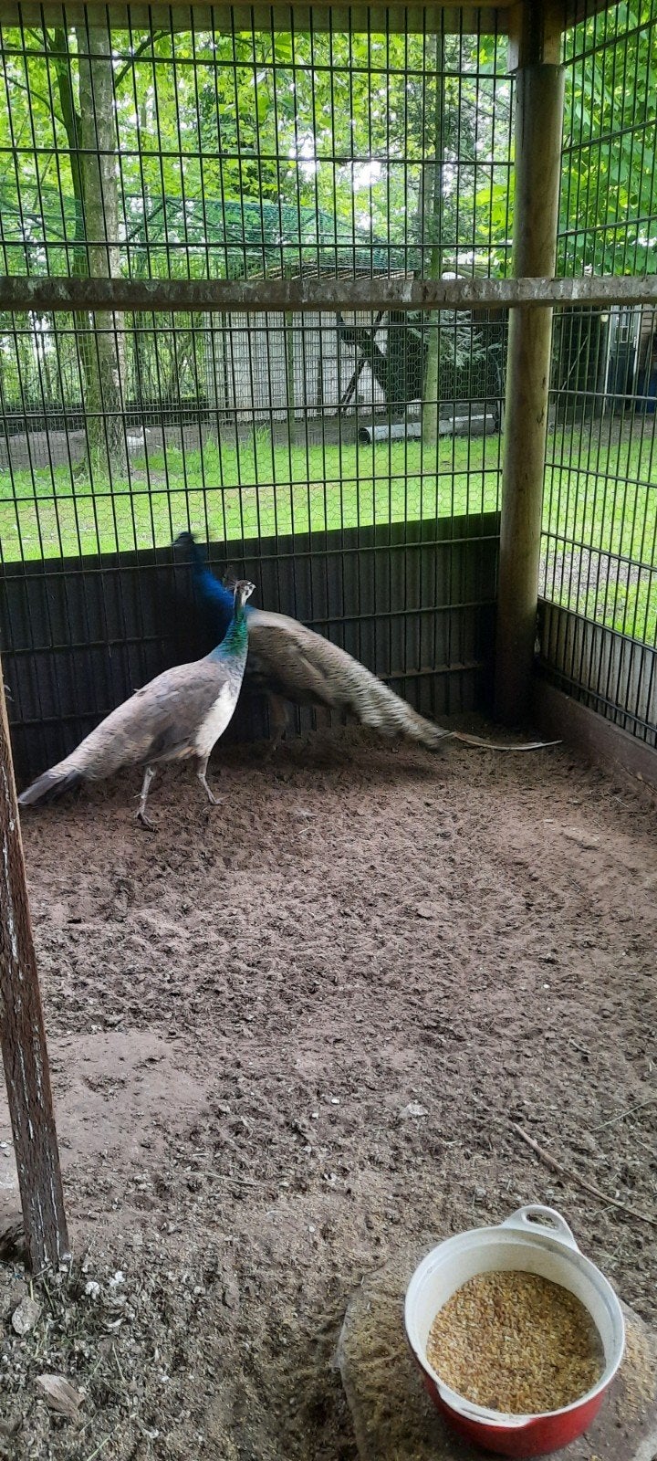 Tekoop pauwen haan en hen, Meerdere dieren, Overige soorten