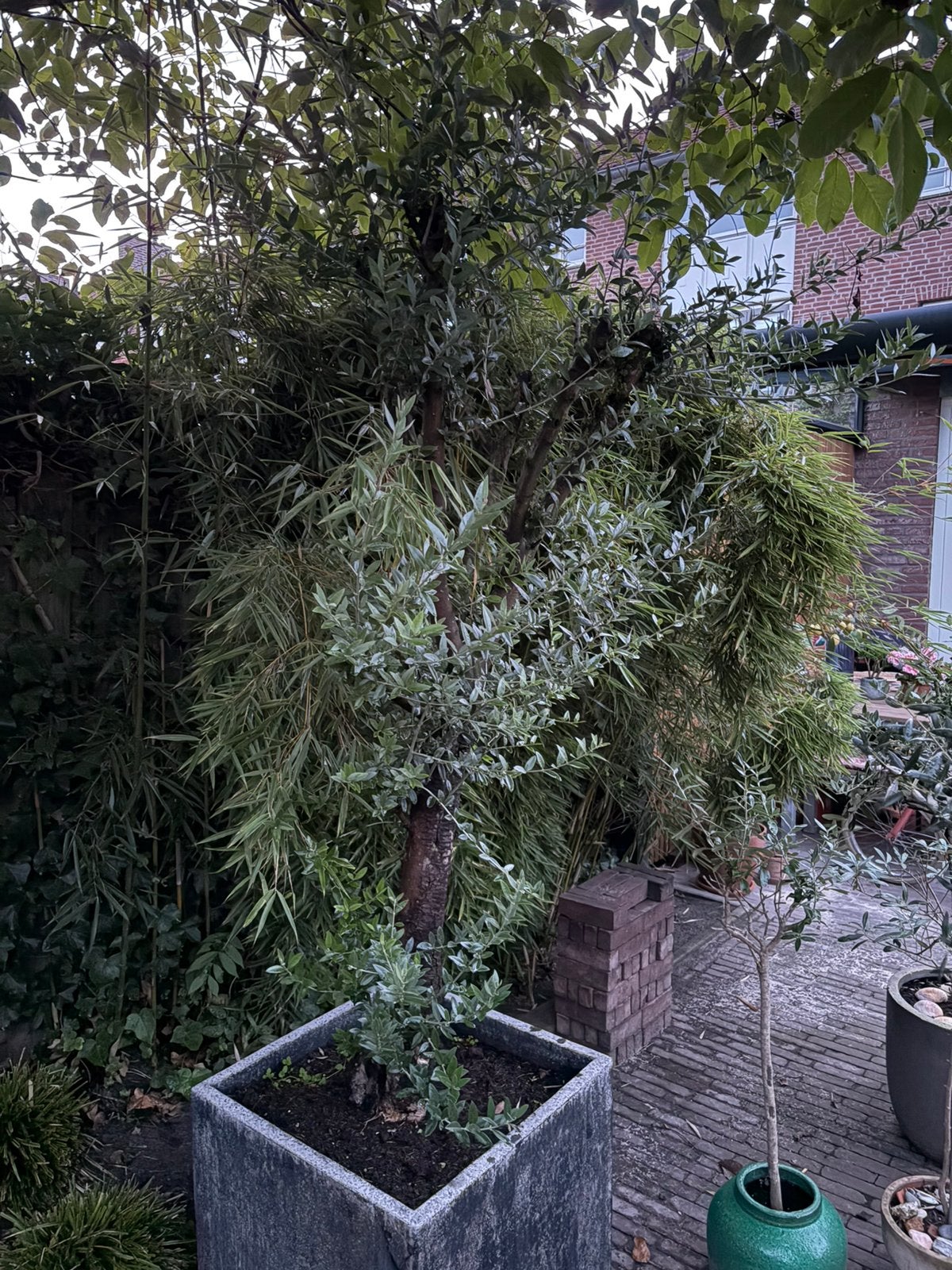 Mooie grote olijfboom - zie foto’s, 100 tot 250 cm, Olijfboom, Ophalen, Volle zon
