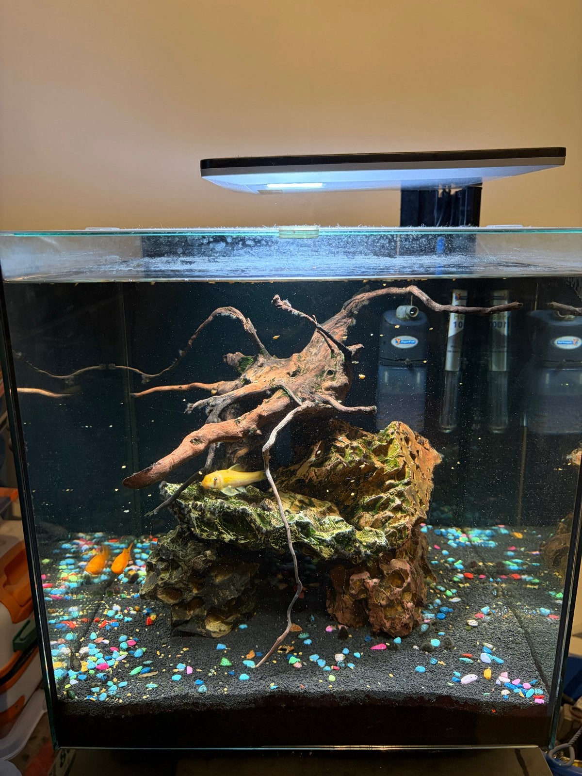 Aquarium, 40x40x40, 60L (inclusief kast is mogelijk), Ophalen, Gebruikt, Gevuld zoetwateraquarium, Superfish