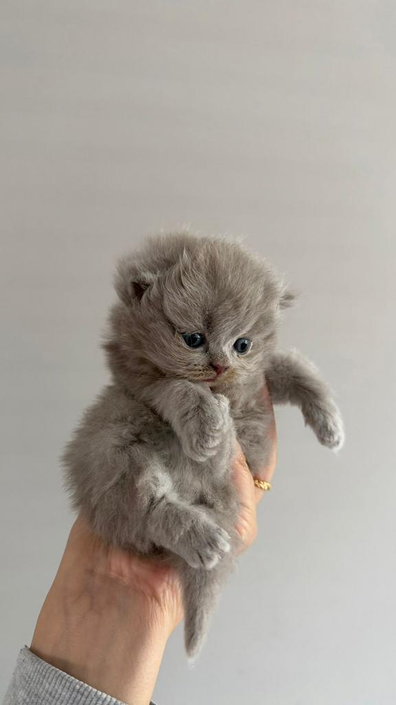 Britse korthaar/langhaar kitten,laatste 2kater beschikbaar❗️, Meerdere dieren, Ontwormd, 0 tot 2 jaar