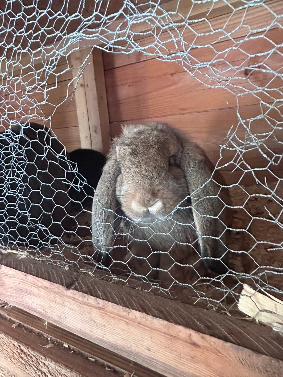 Franse hangoor 🐰 nog 1 rammetje 2 voedsters, Mannelijk, Groot, Hangoor