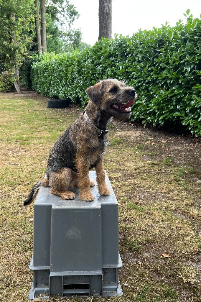 Border terrier reu, Dieren en Toebehoren, België, Particulier, 15 weken tot 1 jaar, Parvo